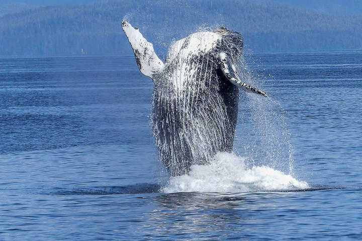 Humpback Whale and Dolphin Watch in Kona - Photo 1 of 25